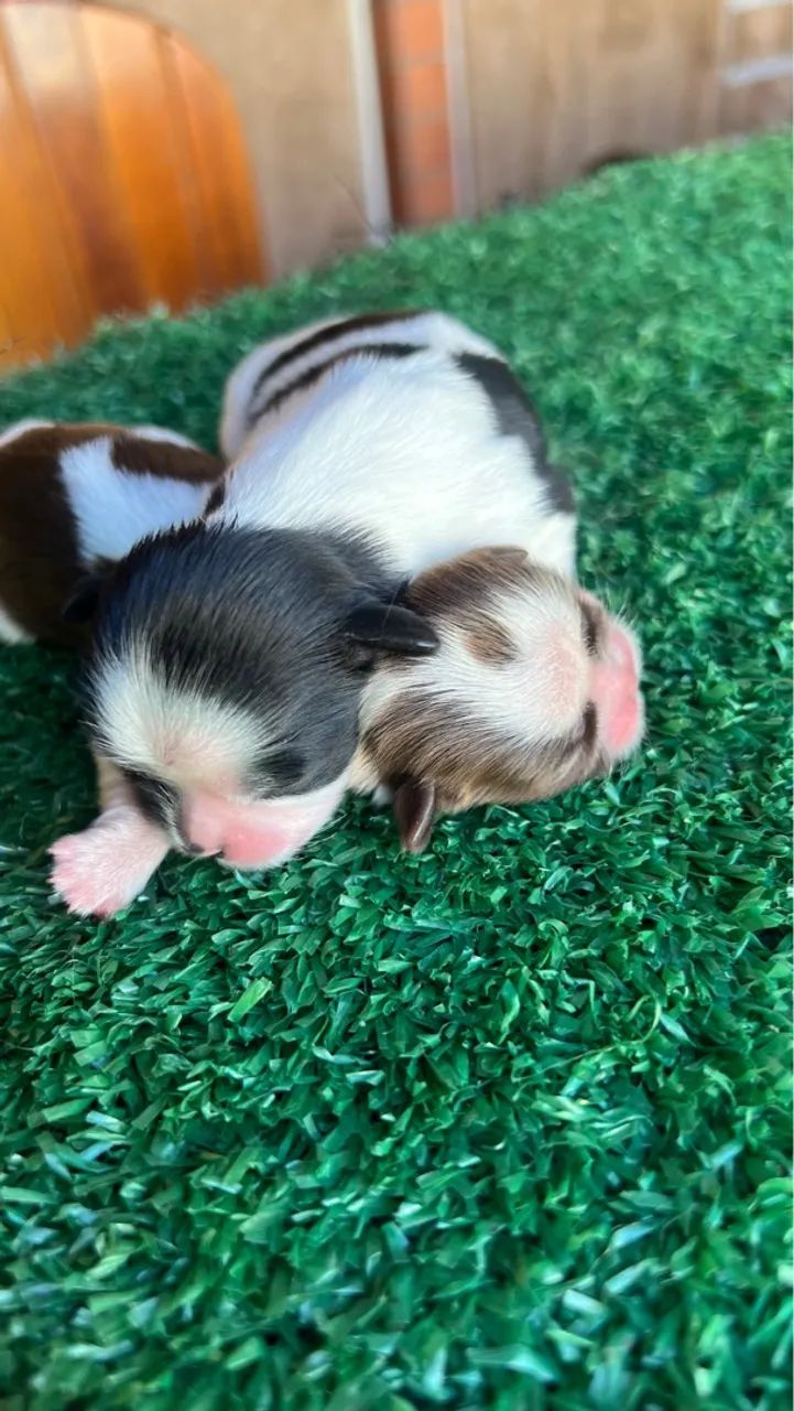 Filhote Shih Tzu machos e fêmeas  - Foto 4