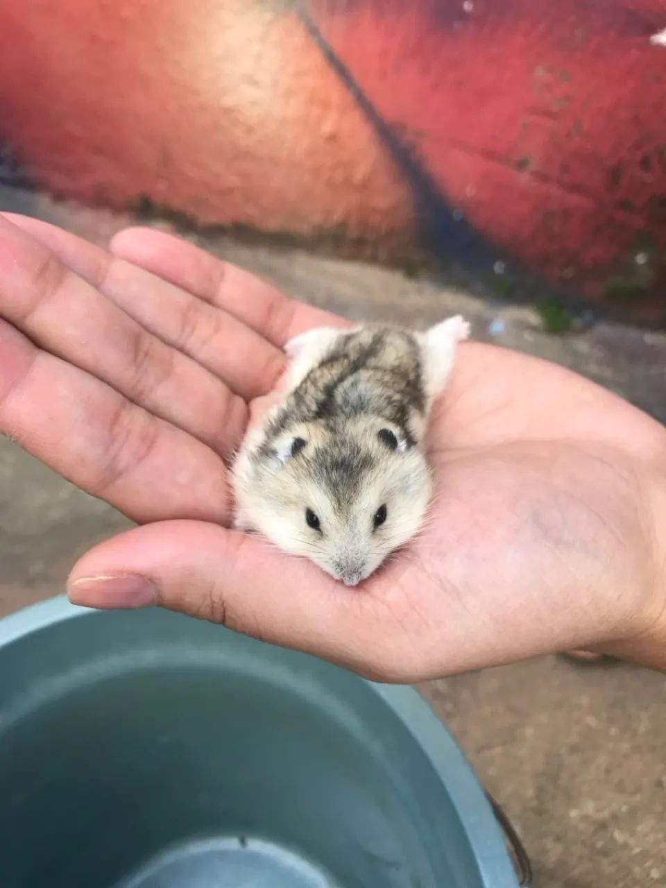 Hamster anao russo  - Foto 3