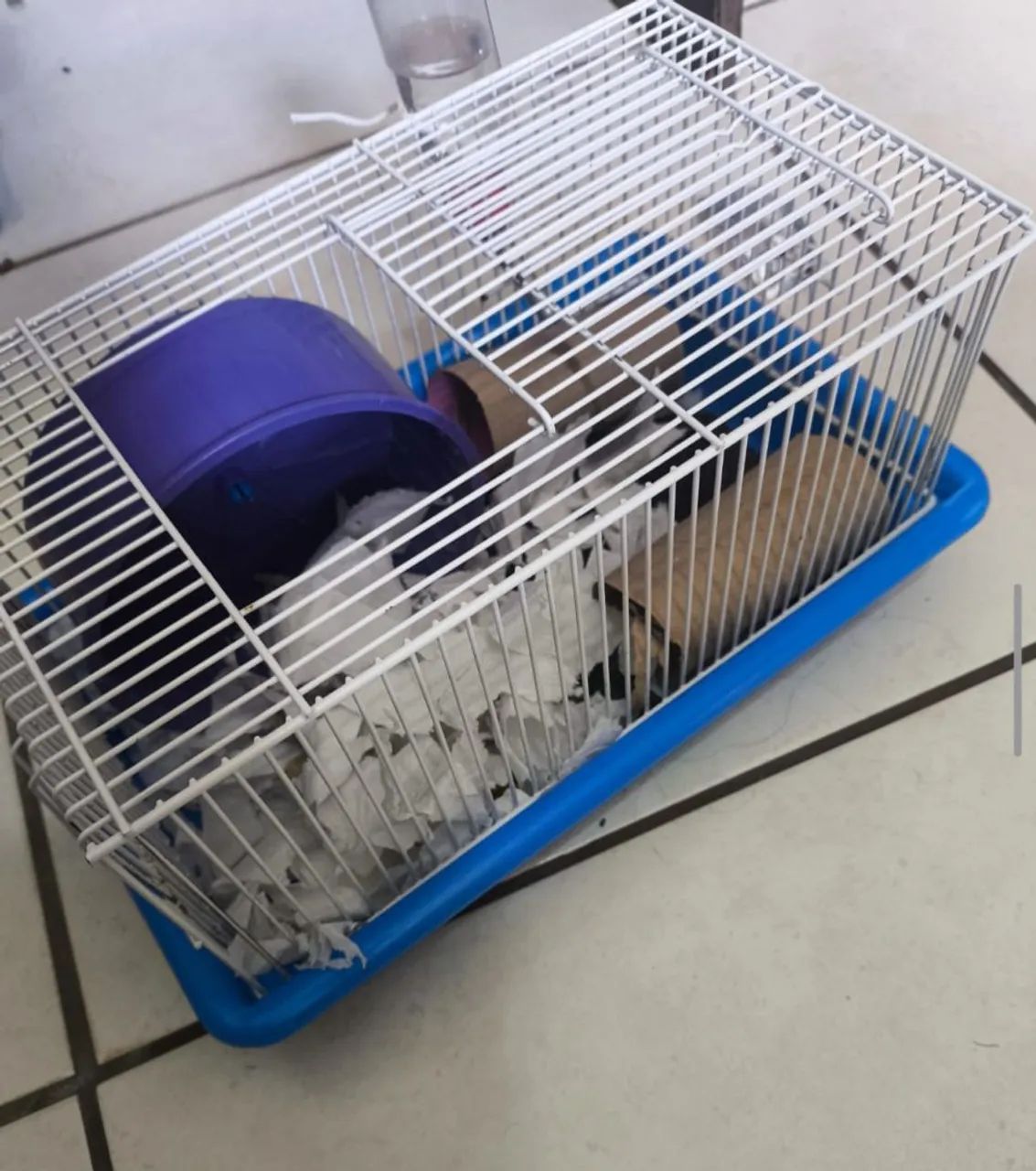 Hamster anão russo Fêmea  - Foto 2