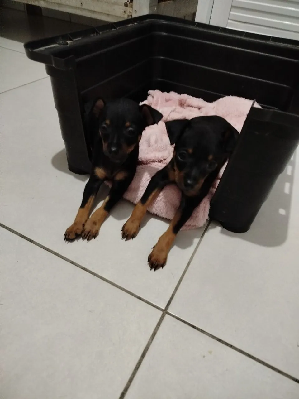Filhotes de Pinscher machos pra vender 300