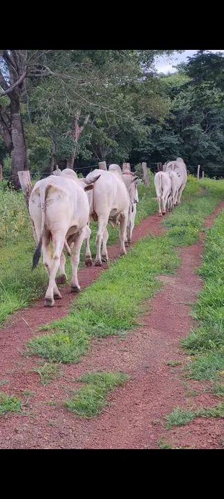 Vende-se touros - Foto 3