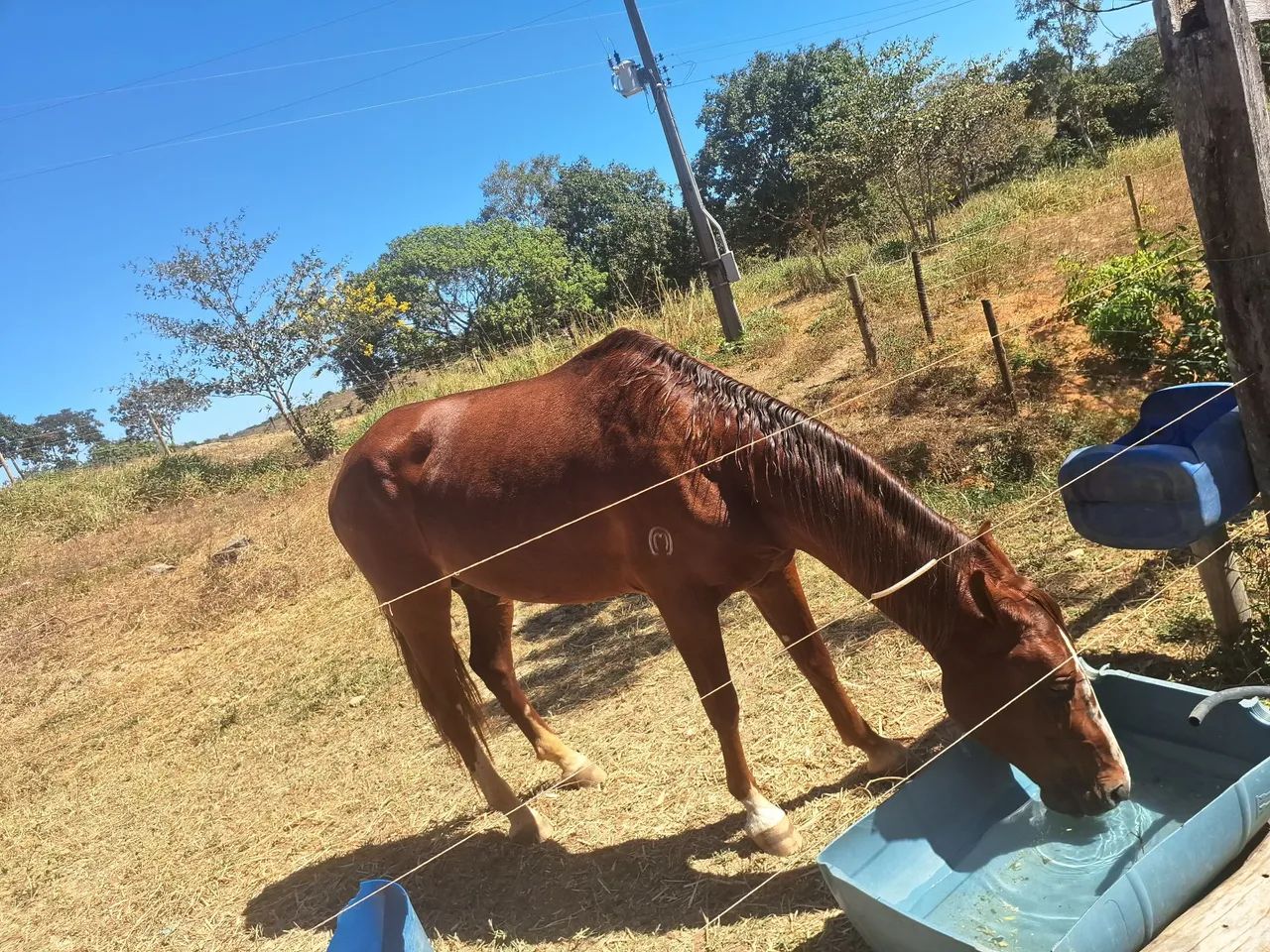 Cavalo mangalarga Machado registrado - Foto 4