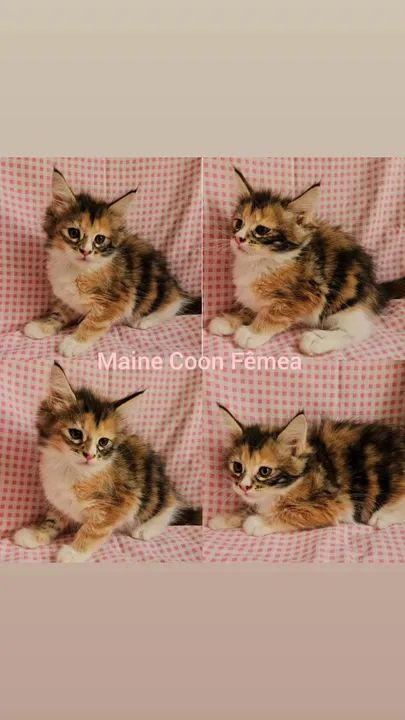 Maine Coon Filhotes - Gatil BSB Cat  - Foto 2