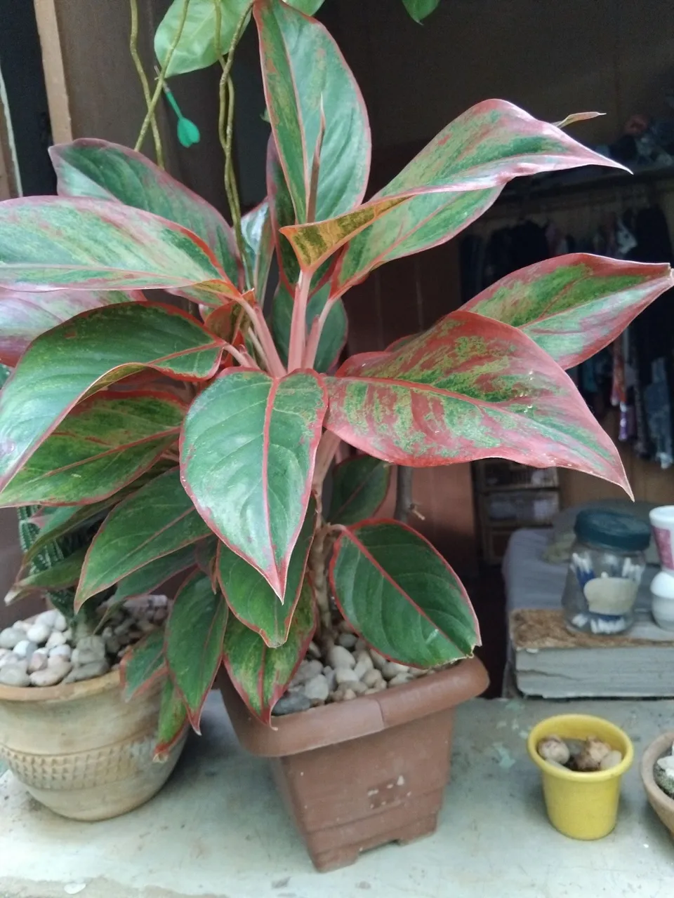 Planta Aglaonema com Folhas Vermelhas e Verdes