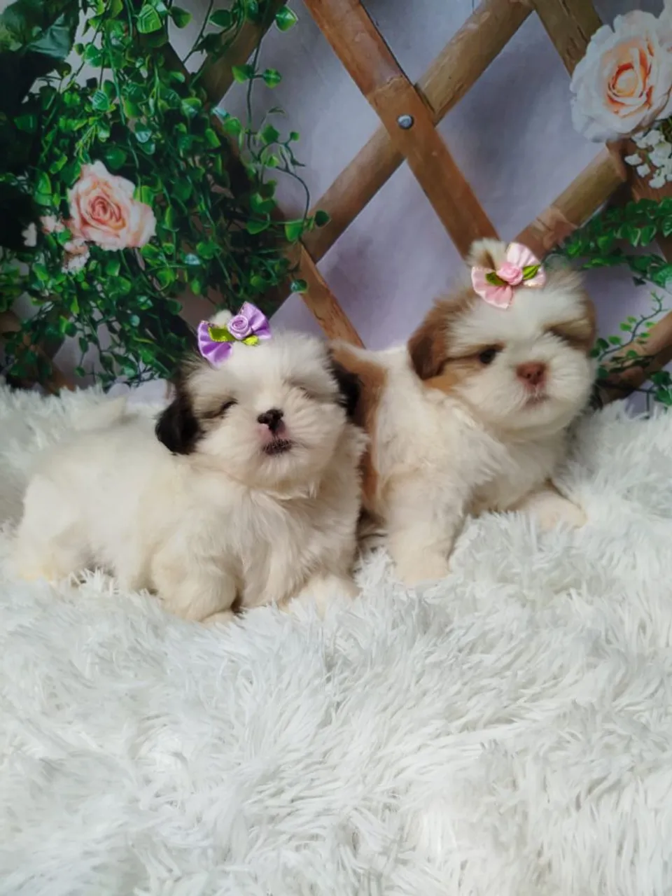 Filhotes Shih Tzu fêmeas Lindos e Charmosos
