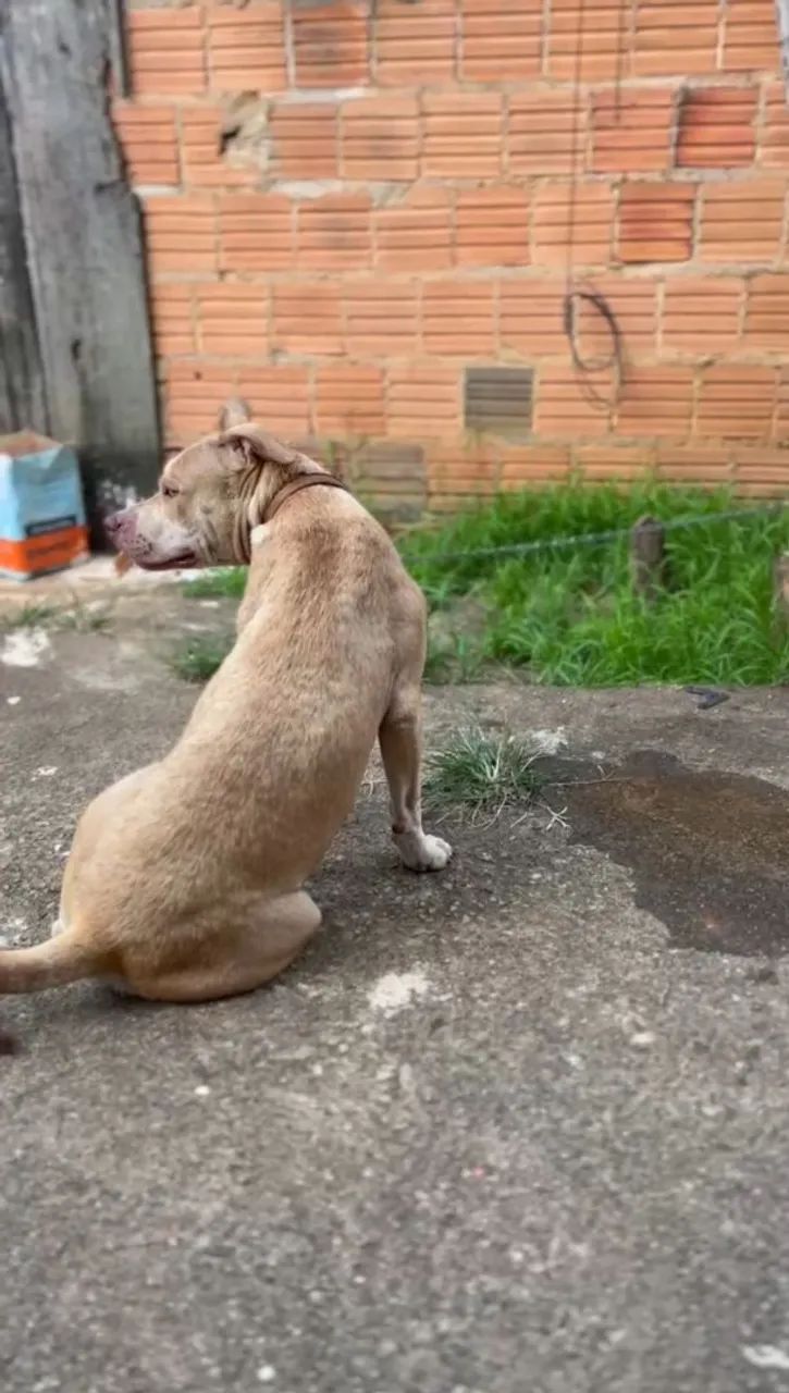 Pitbull para adoção - Foto 2