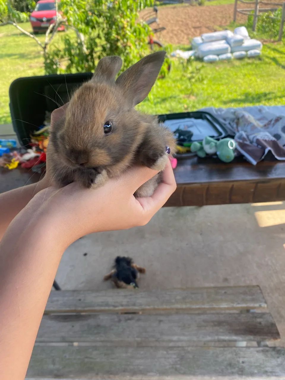 Coelho filhote - Foto 4