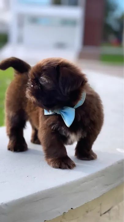 Filhote de shih tzu linhagem canadense macho.  - Foto 4