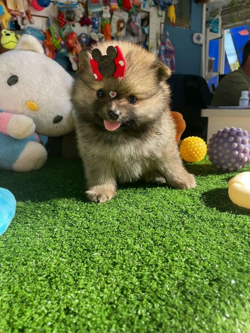 Linda bebesinha sable com laço vermelho 