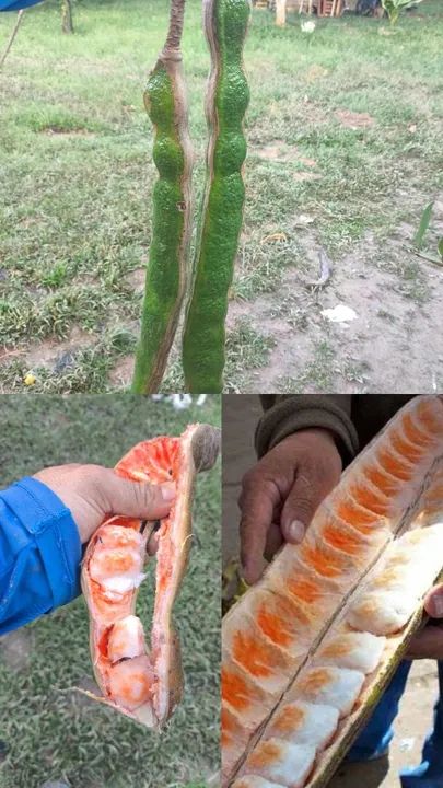 vendo ingá do peru.