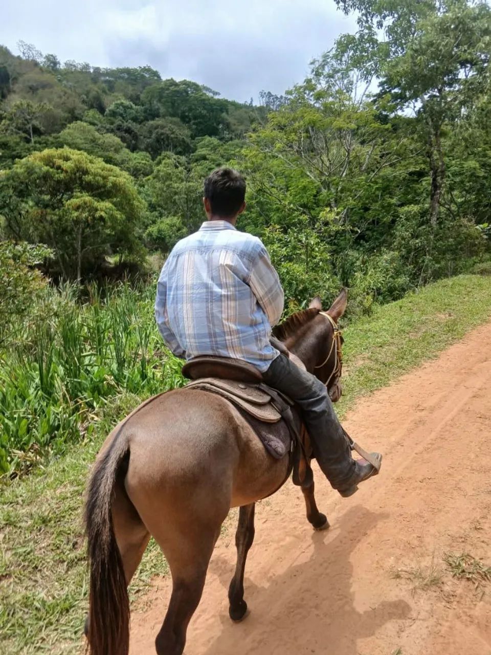 Burro a venda  - Foto 2