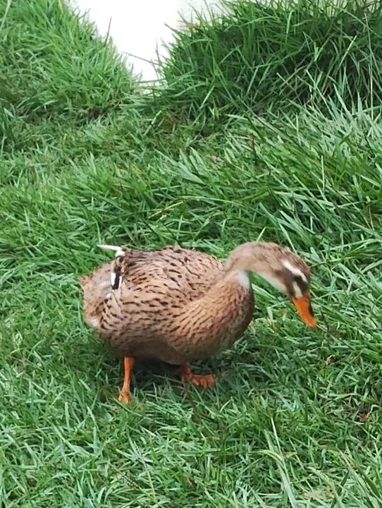 Marreco de coleira  - Foto 2