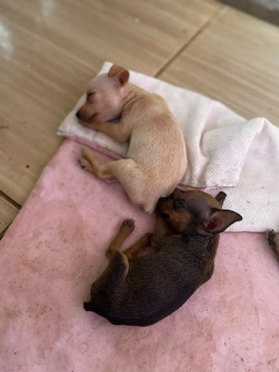 Cachorro  - Foto 3