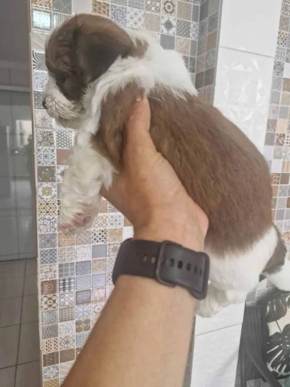 Filhote de Shih Tzu adorável para adoção - Foto 6