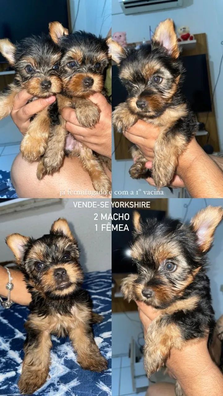 Filhotes de Yorkshire Terrier