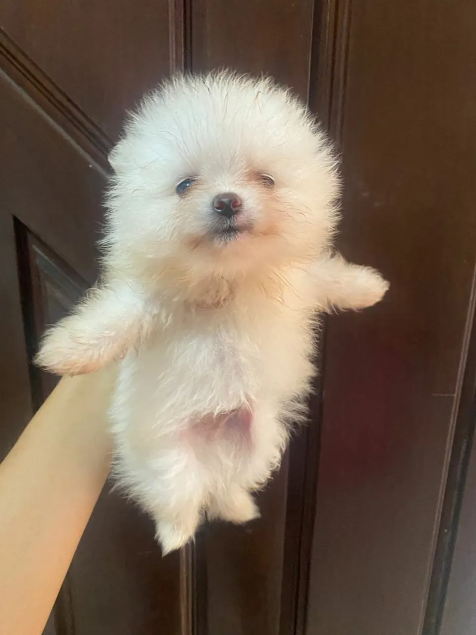 Lulu micrinho lindo