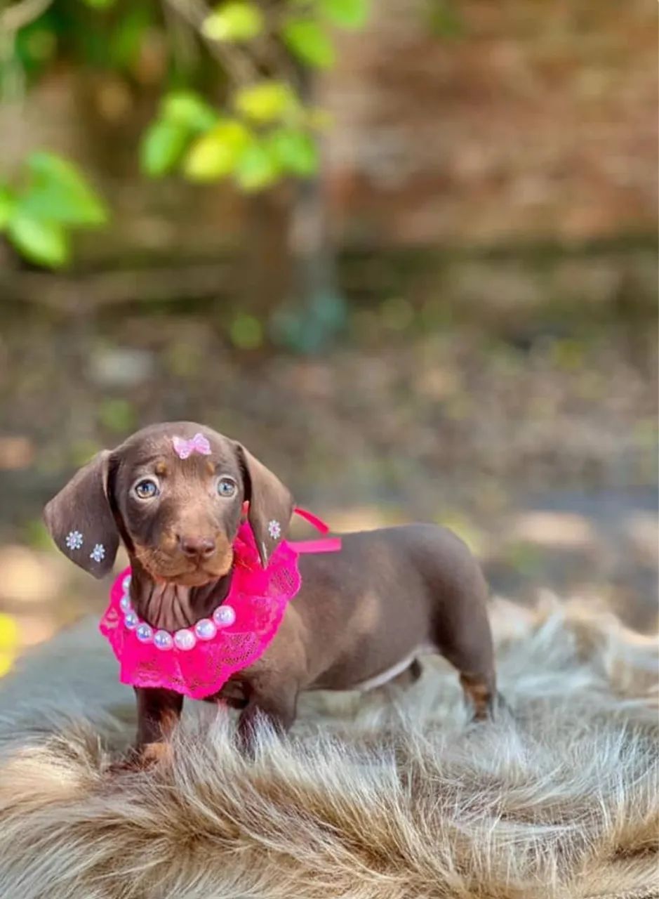 Filhote de Dachschund ( linguicinha) fêmea 