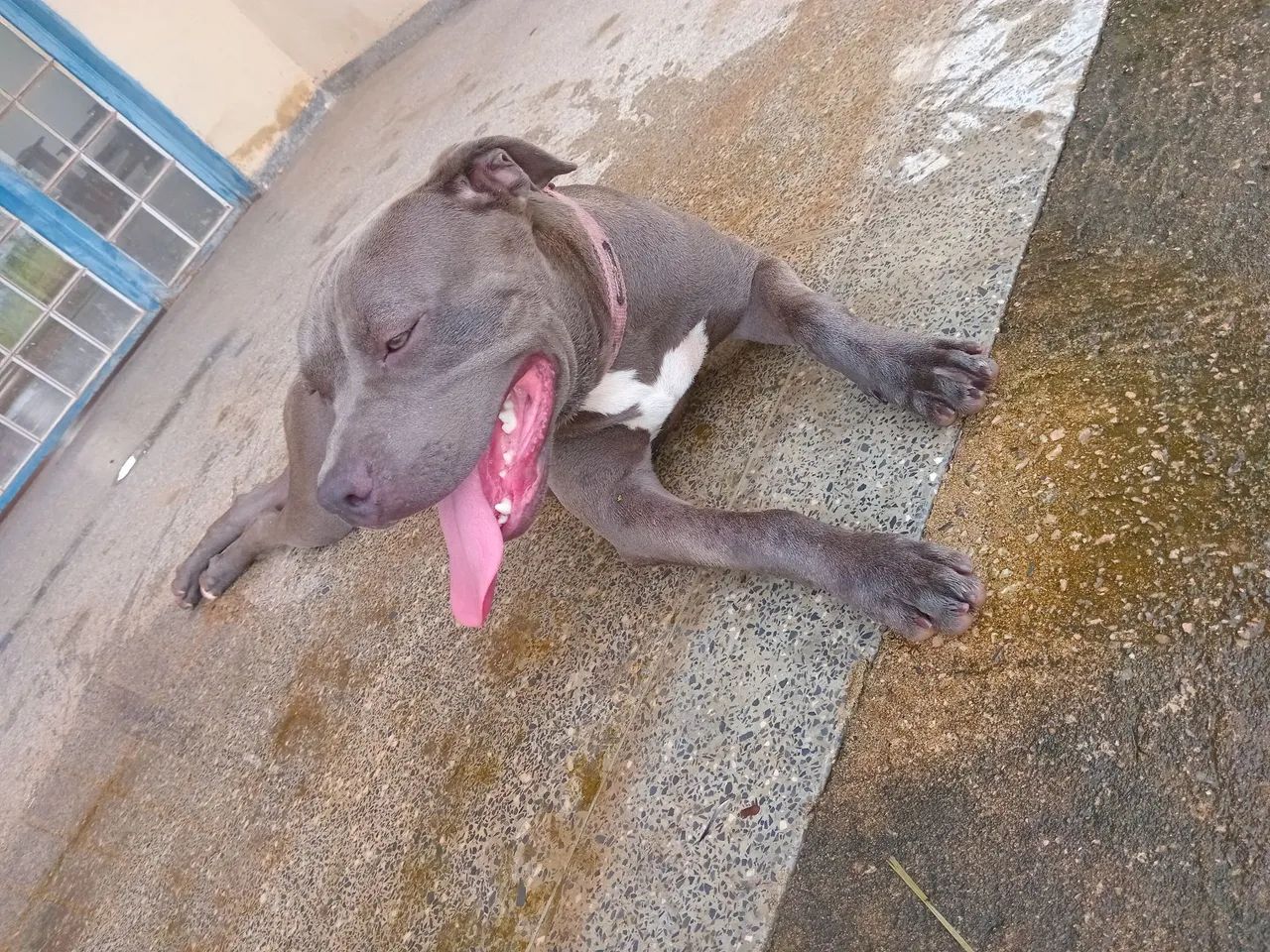 Filhote fêmea de Pitmonster com 9 meses - Foto 3