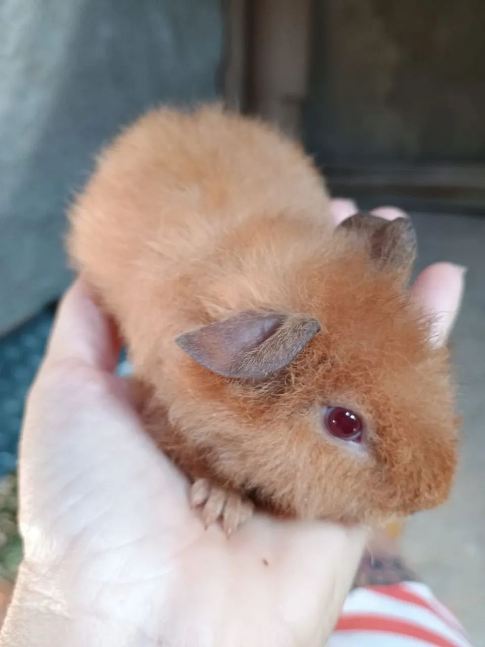 Porquinhos da índia Teddy macho 