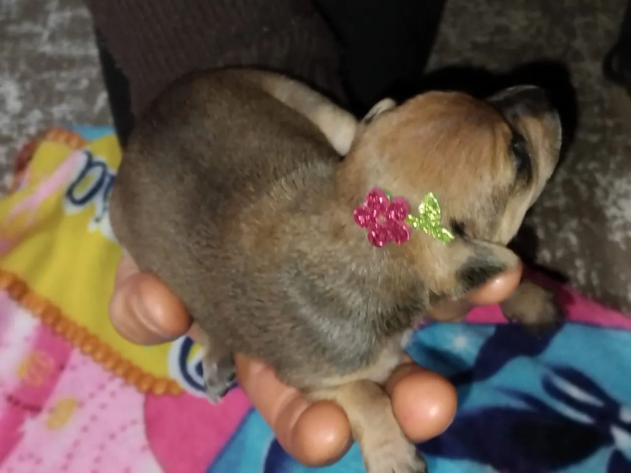 Filhotes de pinscher  - Foto 3
