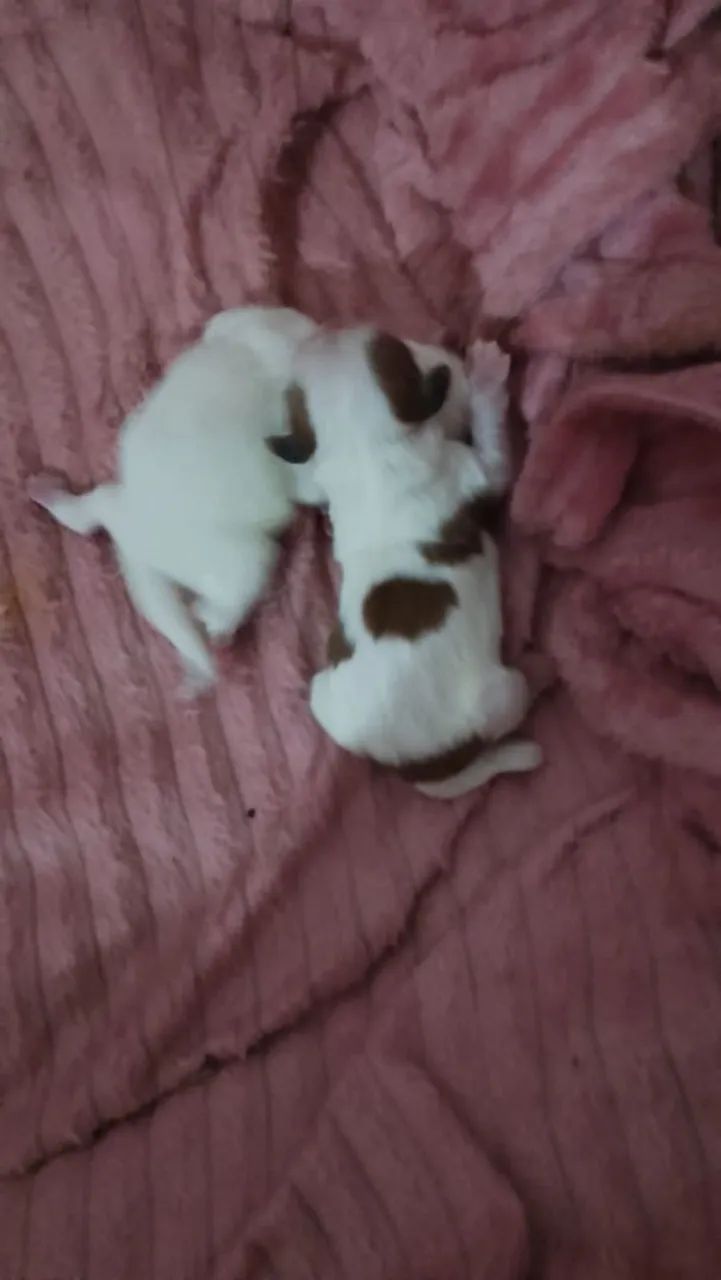Cachorro shitus  - Foto 4