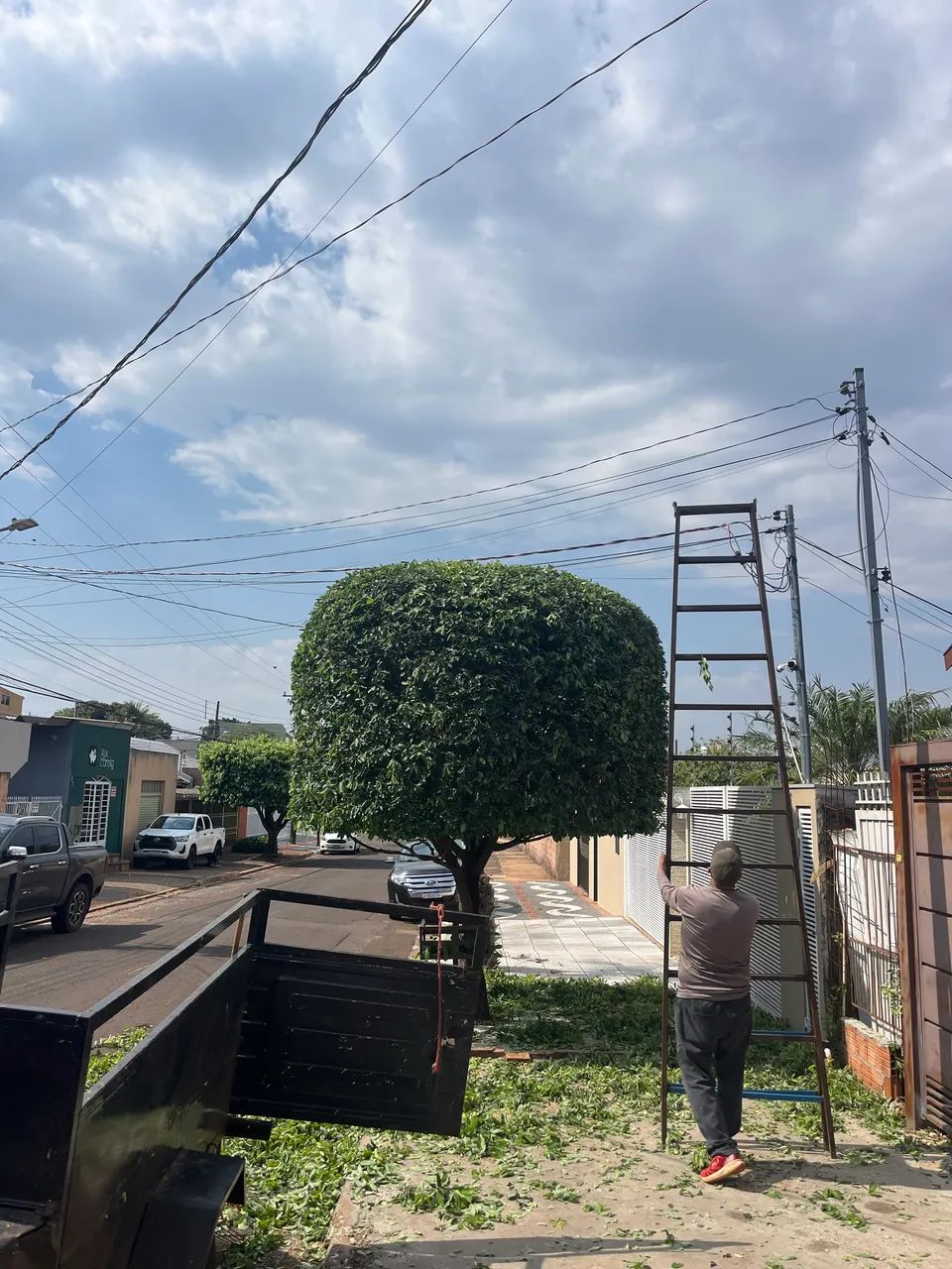 Podas Ornamentais, radicais e remoção  - Foto 5