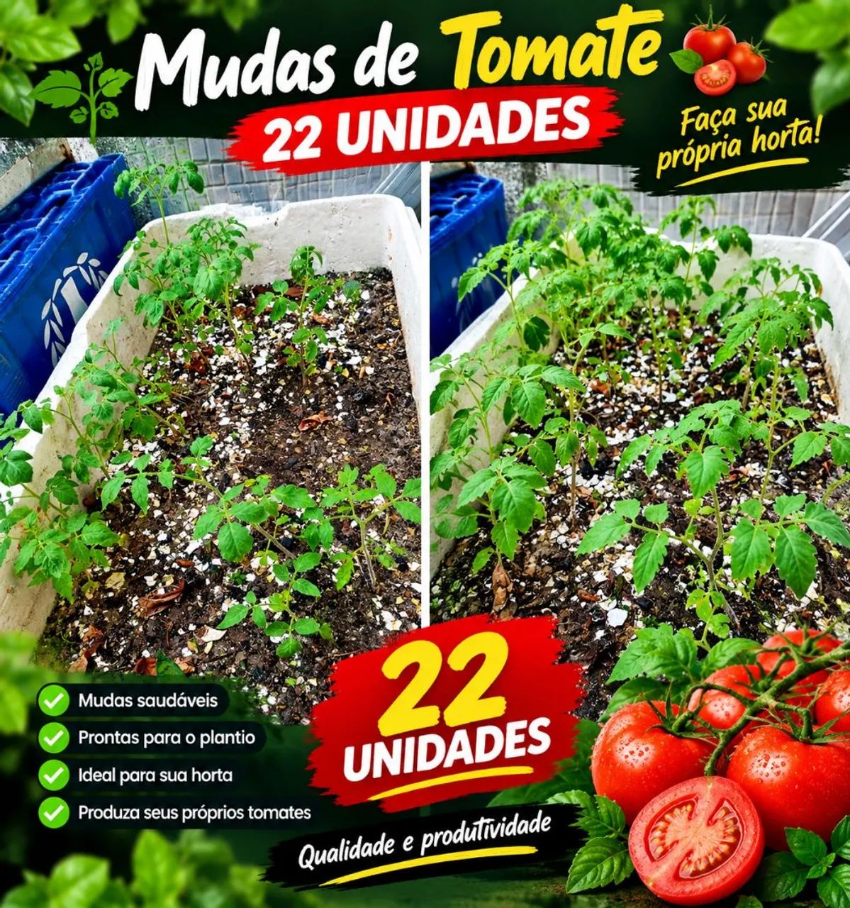 Pé de tomate plantas