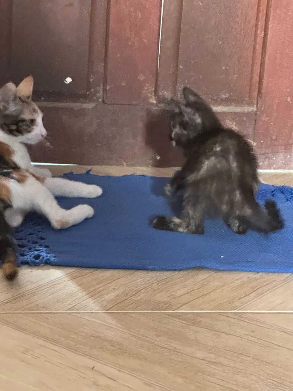 Gatinho doação  - Foto 4