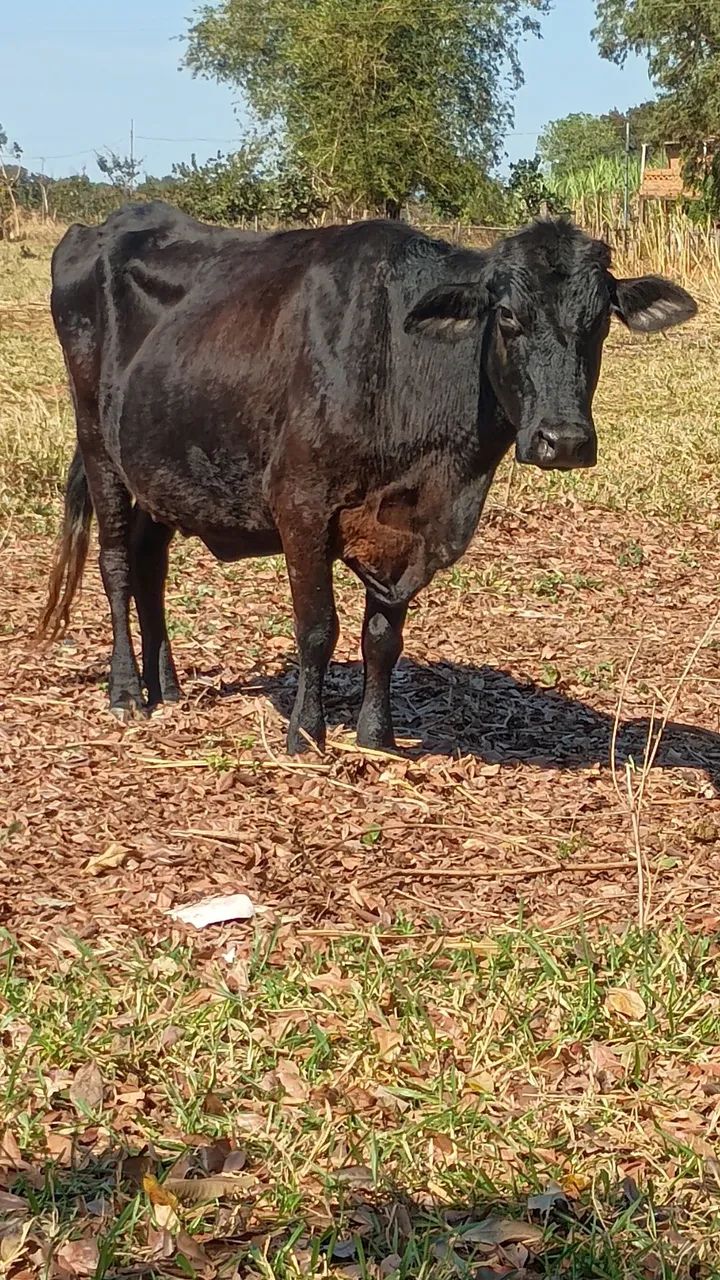 Vendo vaca de leite  - Foto 2