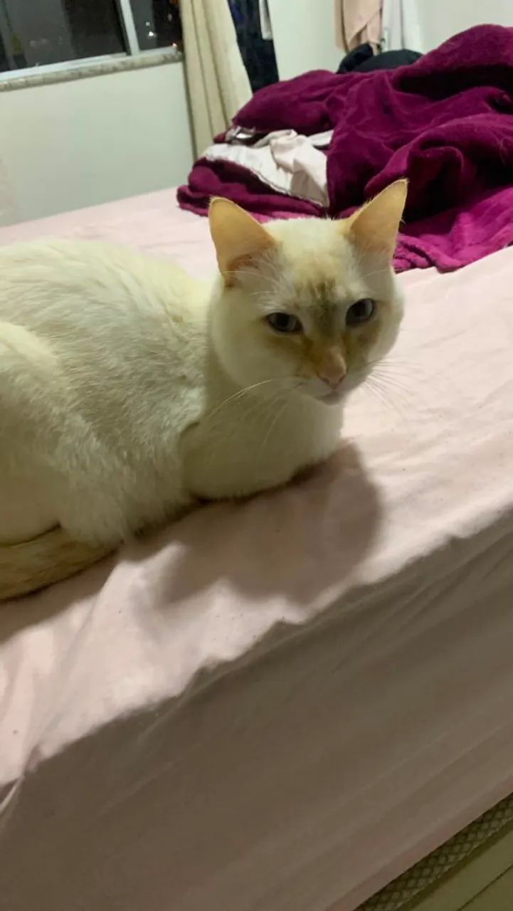 Doação de gato macho - Foto 3
