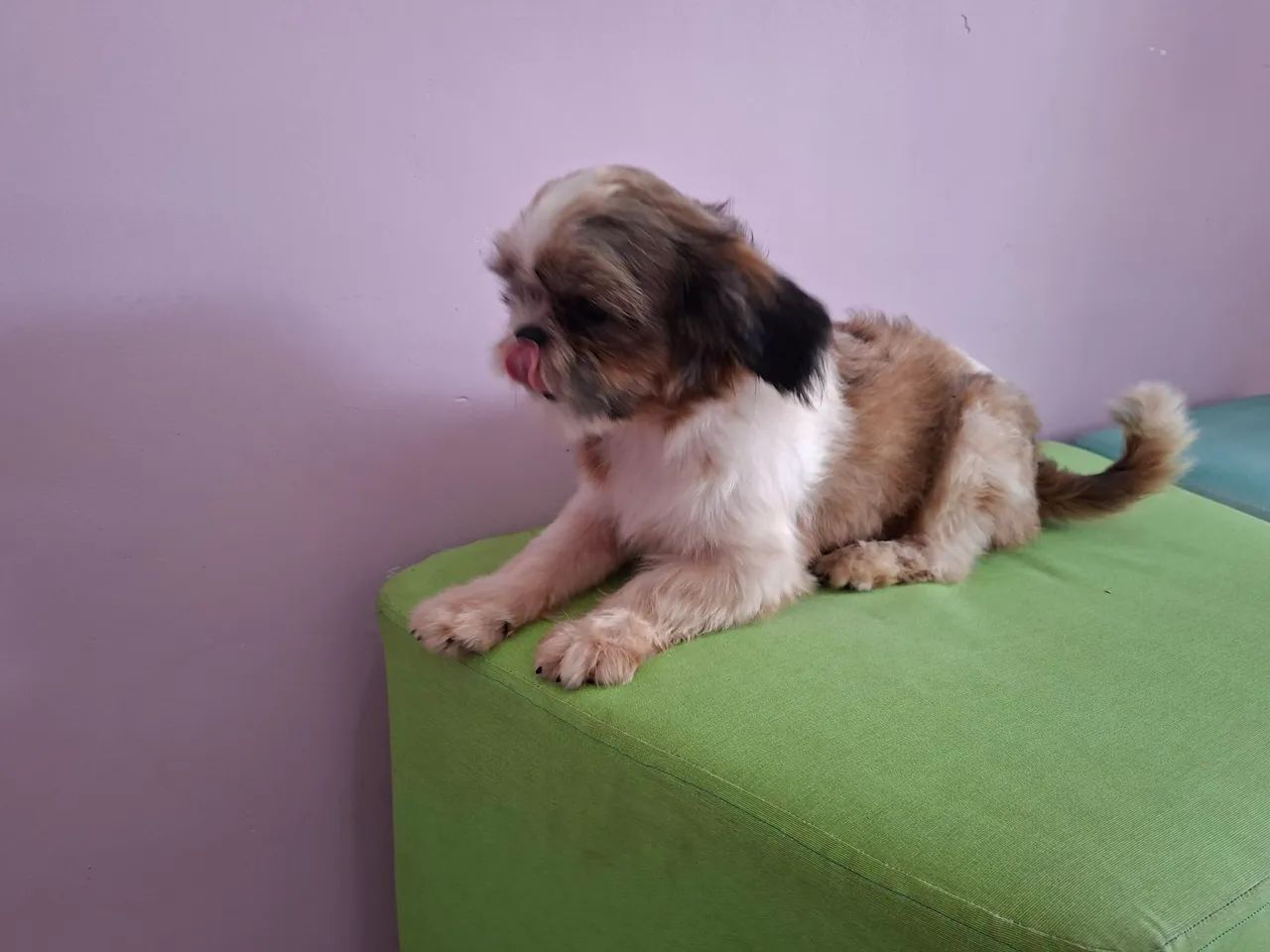 Shihtzu fêmea 10 meses - Foto 4