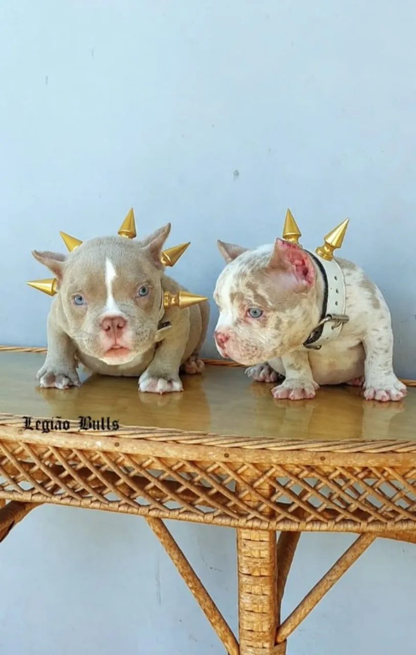 Exotic Bully Nano  - Foto 2