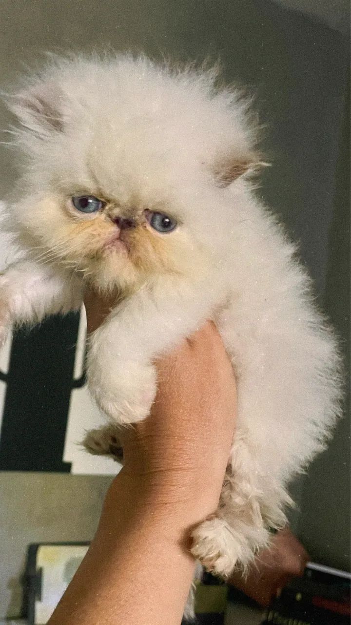 Gato persa - Foto 2