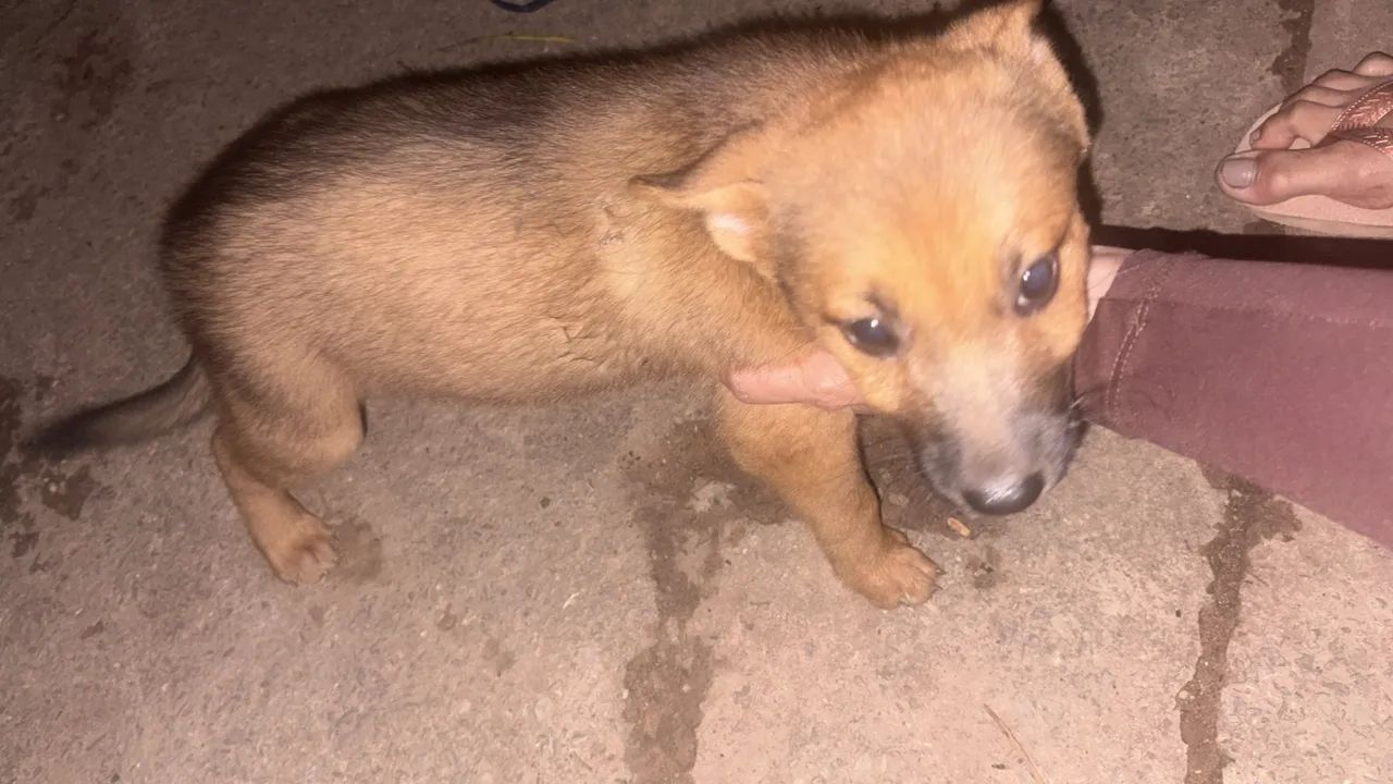 Filhote de 1 mês de nascido  - Foto 2