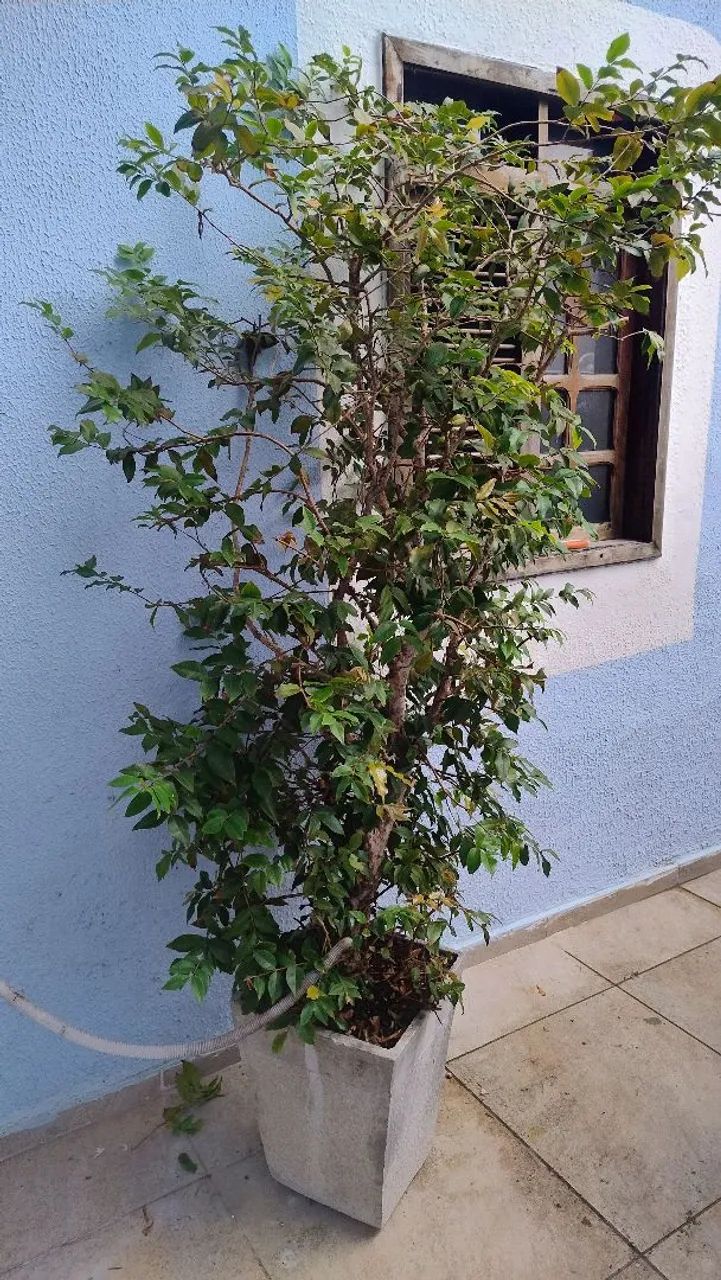 Pé de jabuticaba  - Foto 3