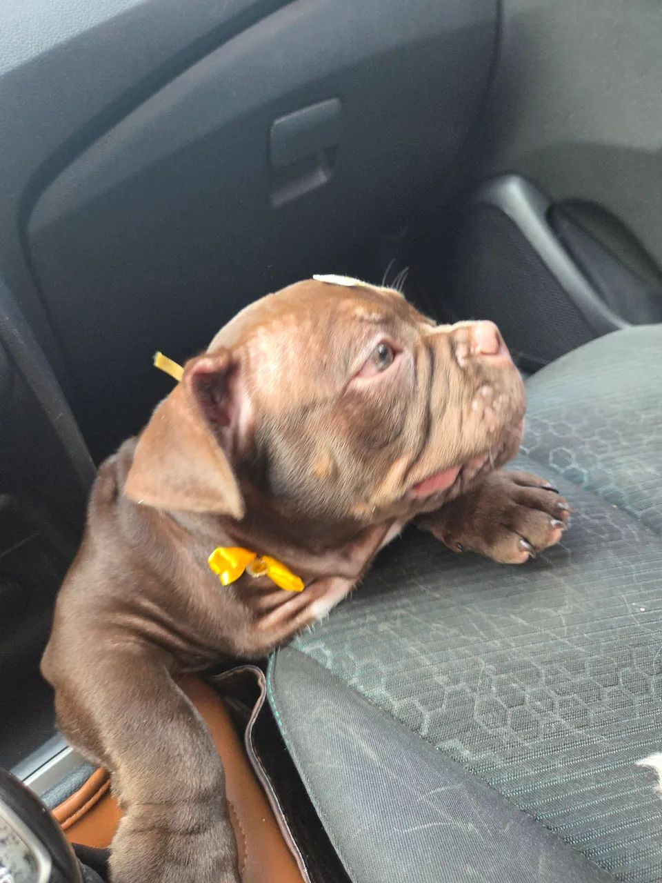 American bully micro fêmea com pedigree - Foto 2