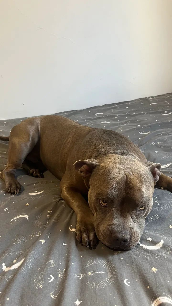 Cobertura/cruza american bully R$ 3.000 - Foto 2