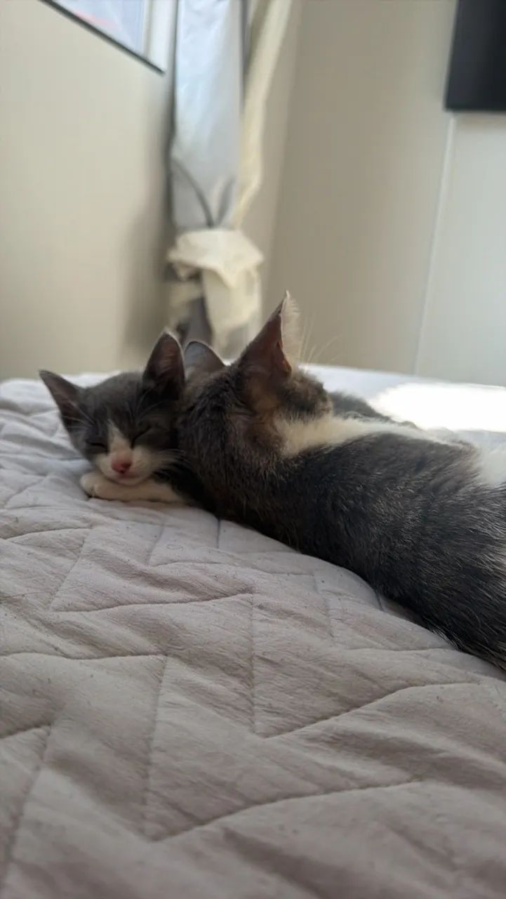 Adote uma gatinha 