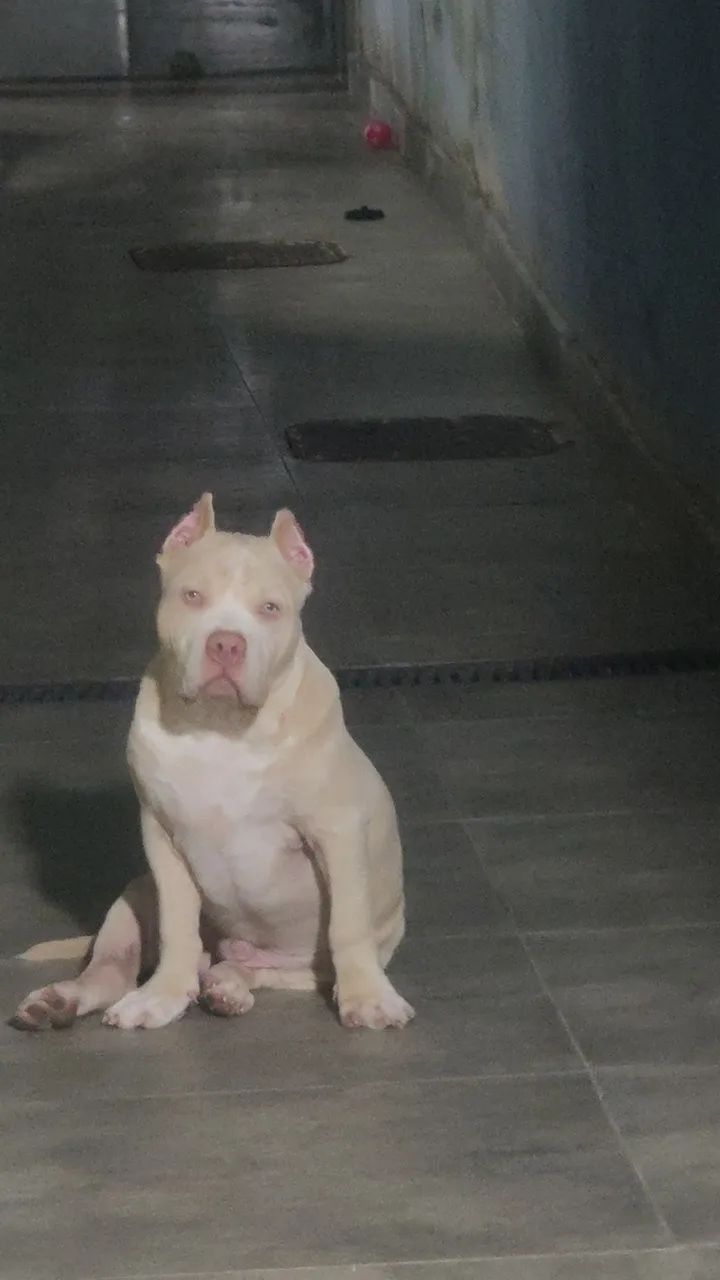 CACHORRO  - Foto 5