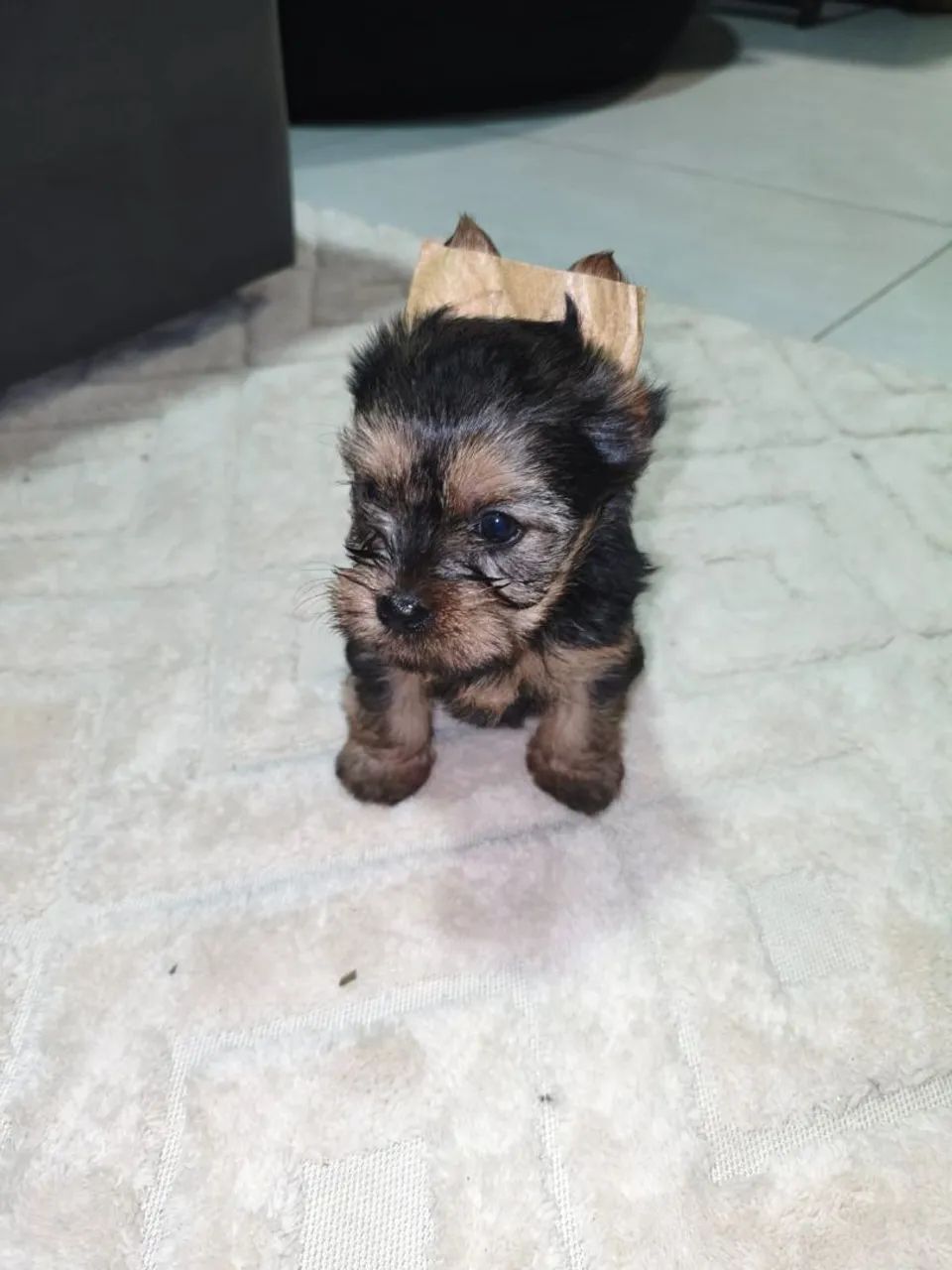 Yorkshire Terrier Fêmea  - Foto 2