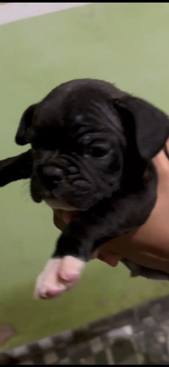 Buldogue premium  - Foto 2