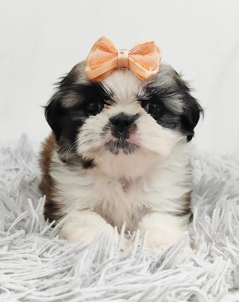 Shih Tzu - Filhotes com energia de sobra
