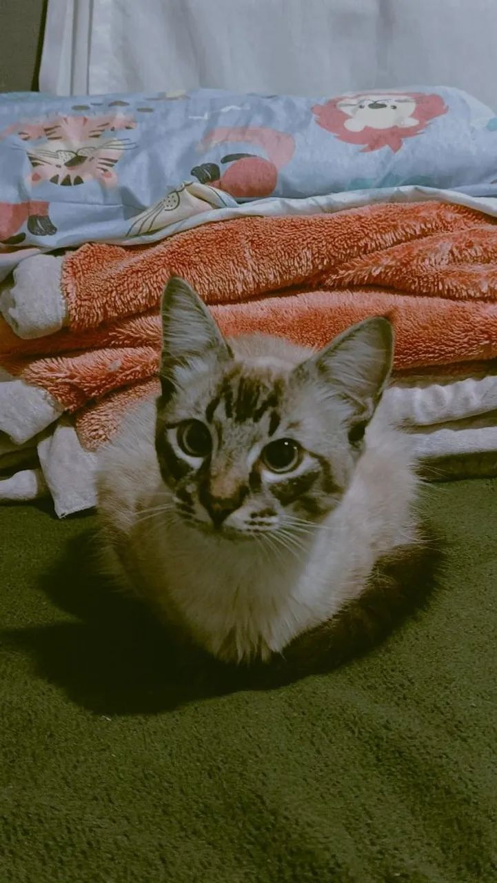 Estou doando 2 gatinhos muito amáveis  - Foto 4