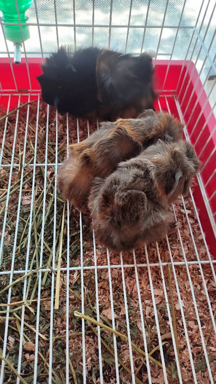 Porquinho da índia pelo longo  - Foto 4