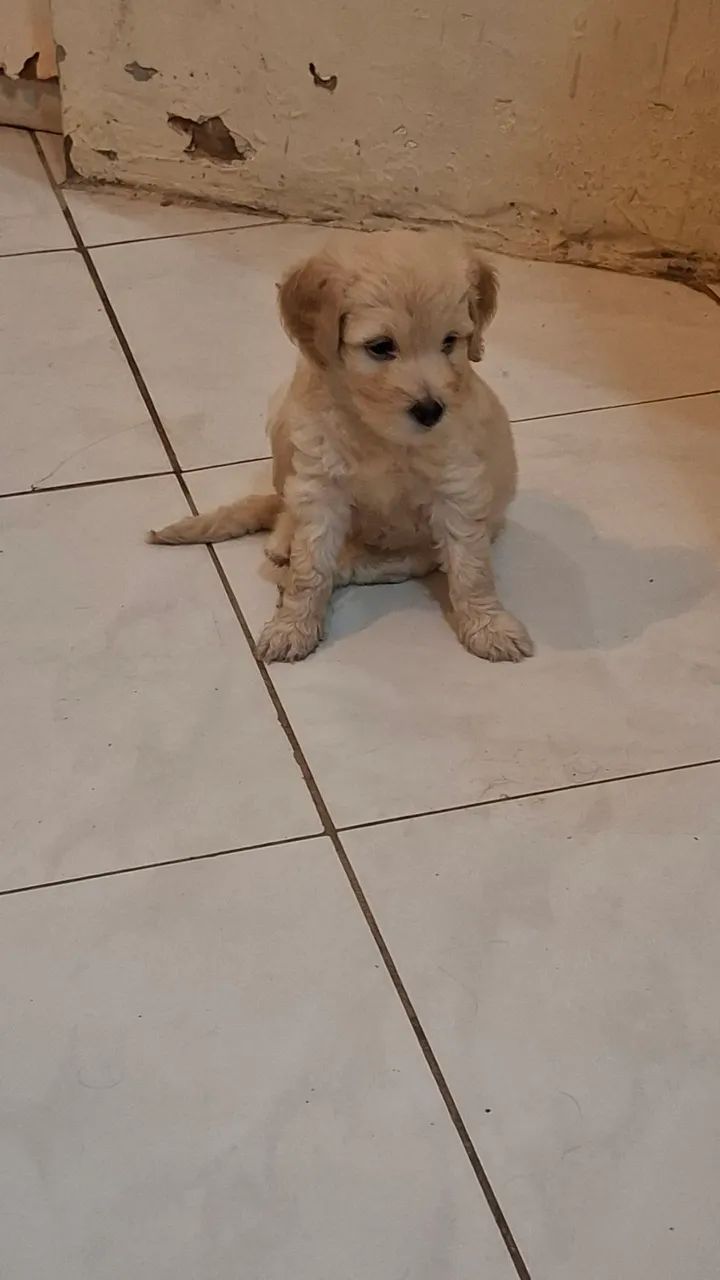 Poodle - Foto 3