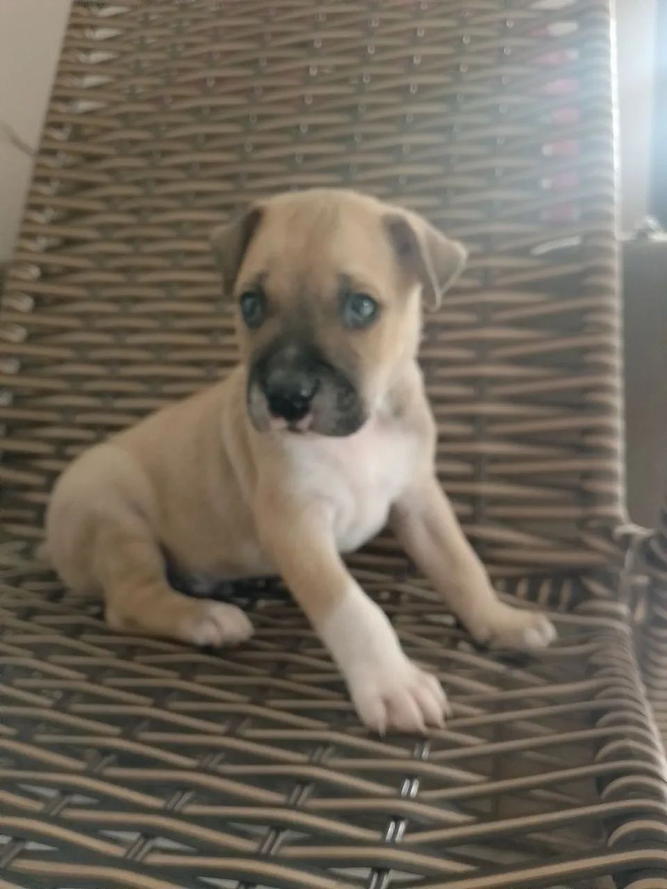 Pets para adoção ? - Foto 4