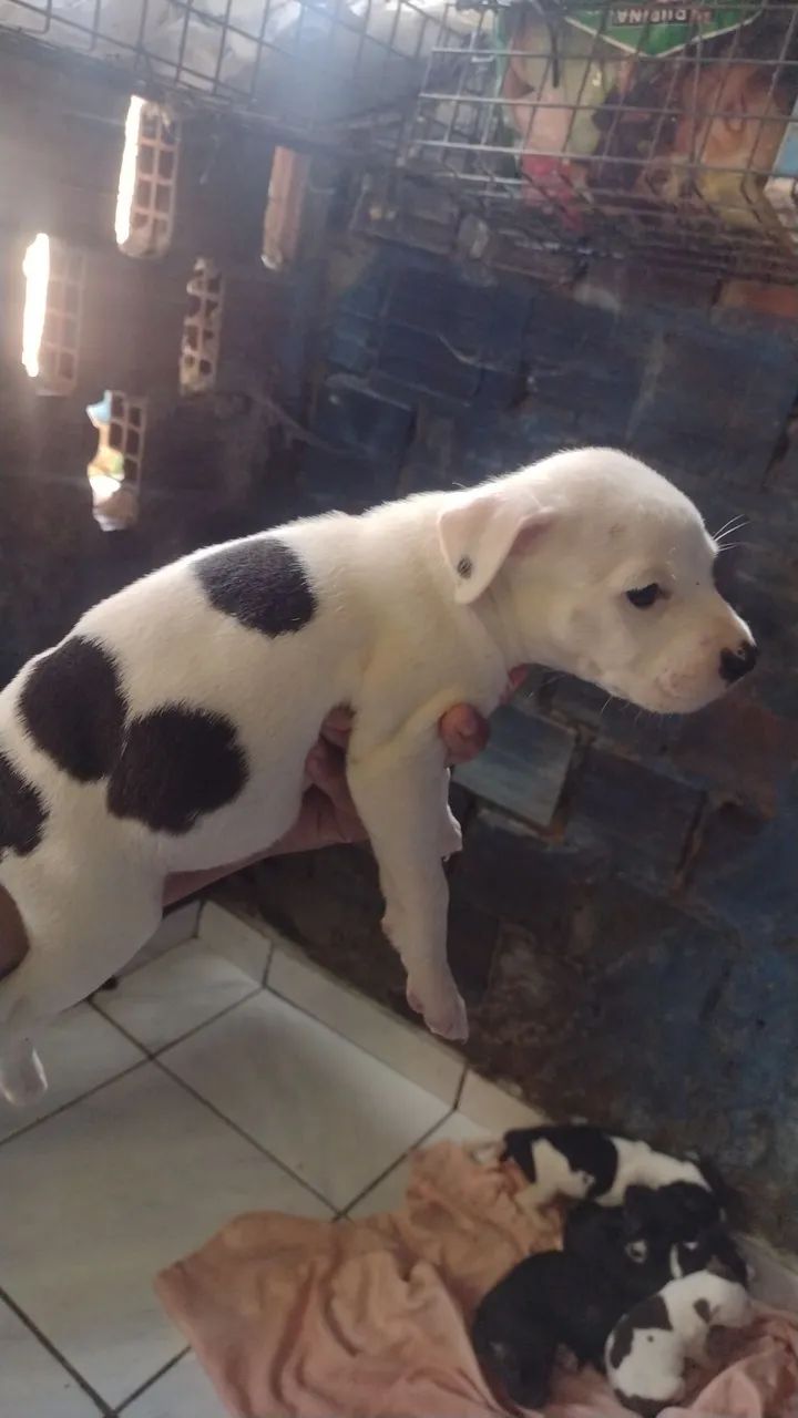Pitbull a venda  - Foto 3