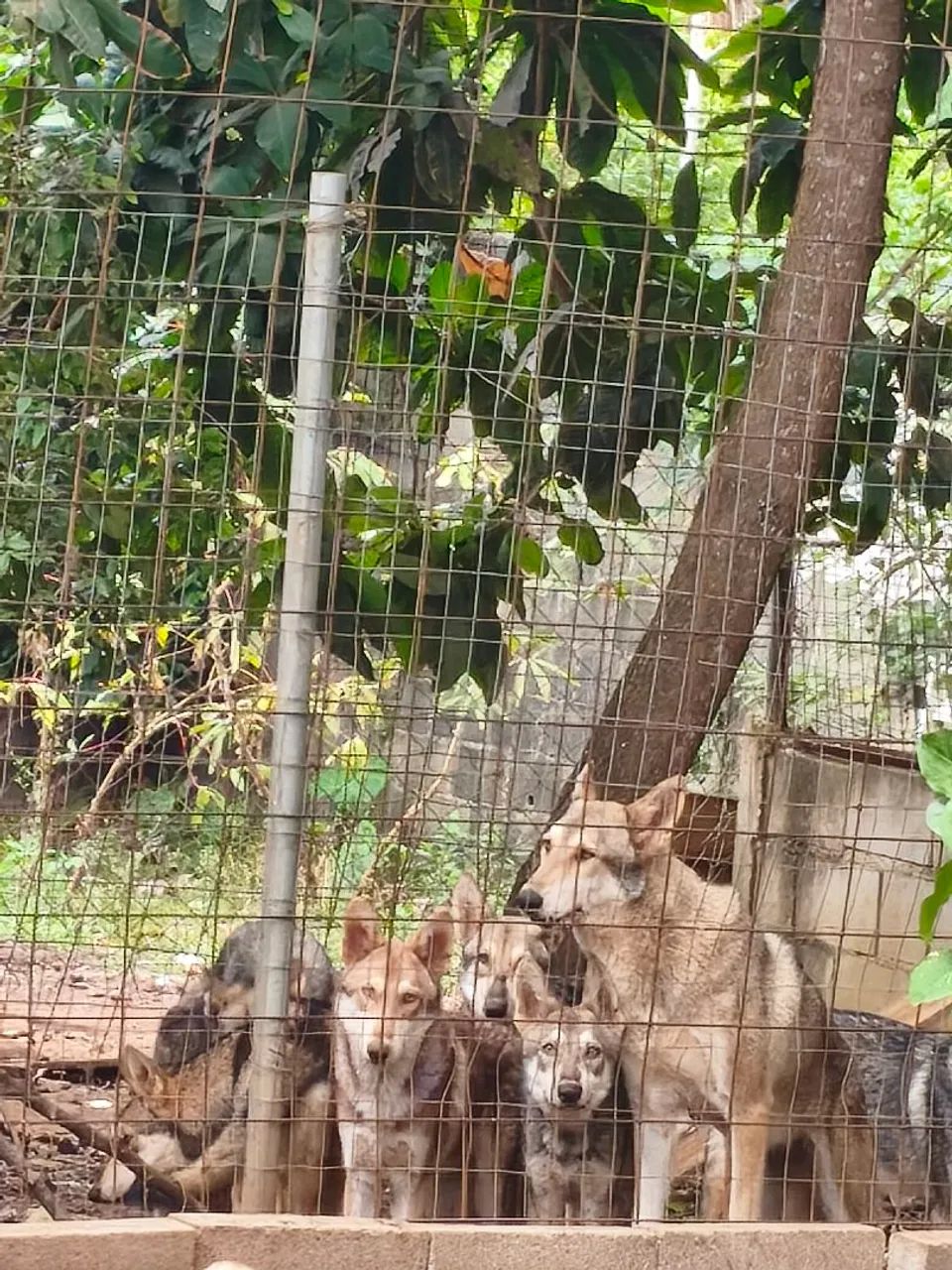 Cao Lobo da Saarloos  - Foto 2