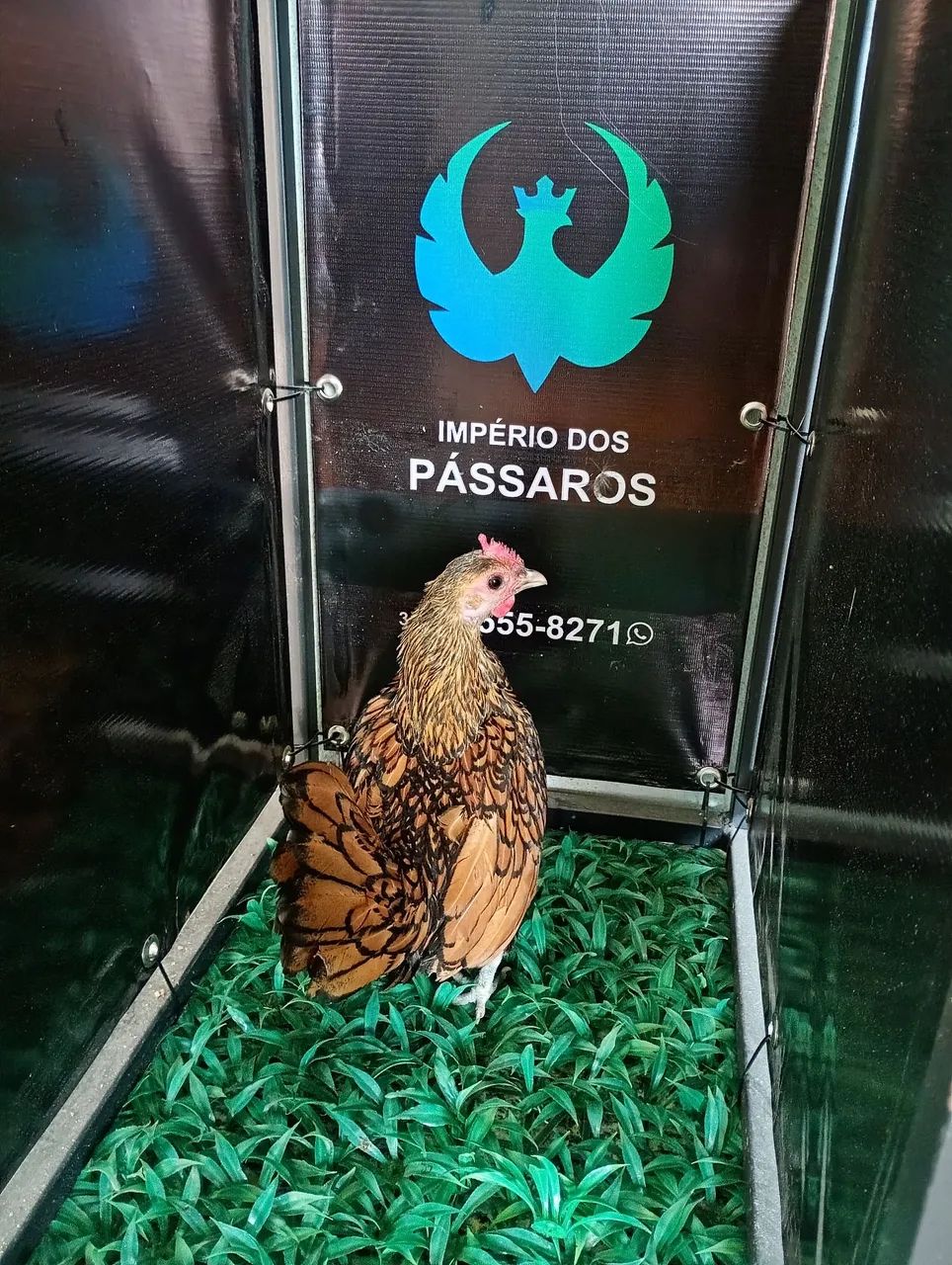Mini Garnize  - Foto 4