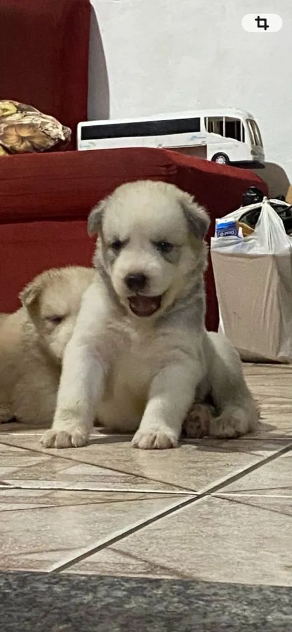husky siberiano 